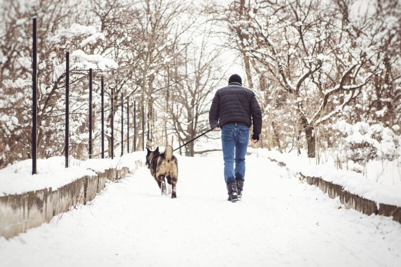 A man in a jacket and a knitted hat walks with an American Akita